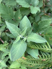 Solanum chenopodioides