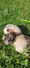 Agaricus bernardii