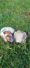 Agaricus bernardii