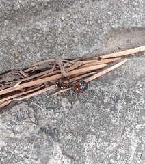 Solenopsis saevissima