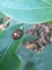 Doryphorina