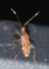 Ozophora picturata