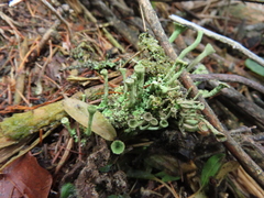Cladonia fimbriata