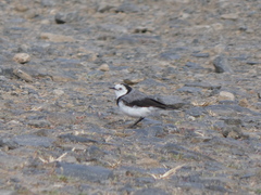 Epthianura albifrons