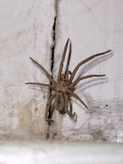 Kukulcania hibernalis