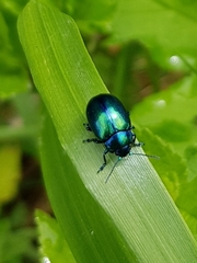 Chrysolinina