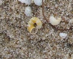 Planorbella campanulata