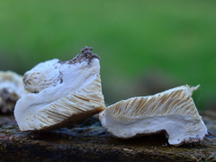 Pseudospongipellis delectans