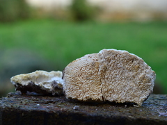 Pseudospongipellis delectans