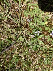 Lobelia pedunculata