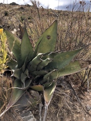 Agave