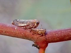 Membracoidea