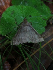 Renia discoloralis