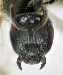 Lasioglossum griseolum