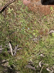 Lobelia pedunculata