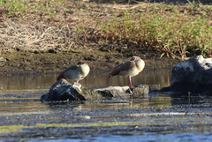 Alopochen aegyptiaca