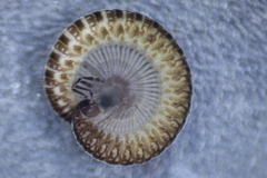 Cleidogona