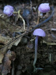 Pseudobaeospora