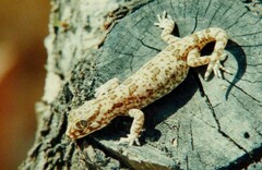 Stenodactylus mauritanicus