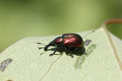 Byctiscus populi