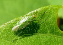 Orthotylus marginalis