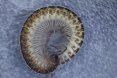Cleidogona