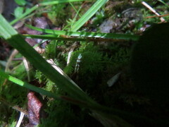 Argyresthia calliphanes