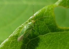 Orthotylus marginalis