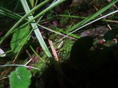 Argyresthia calliphanes