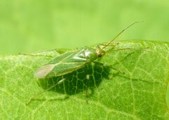 Orthotylus marginalis