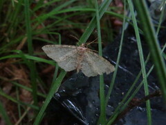 Melanolophia