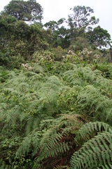Pteridium aquilinum