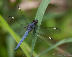 Libellula cyanea