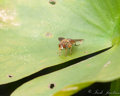 Parhelophilus