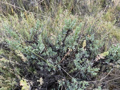 Pimelea aridula