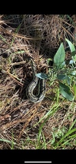 Thamnophis pulchrilatus