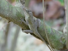 Anolis bicaorum