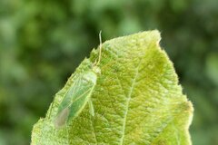 Orthotylus marginalis