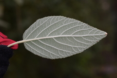 Colquhounia coccinea