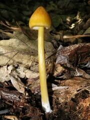 Entoloma luteum