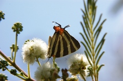 Panthiades bathildis