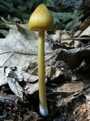 Entoloma luteum
