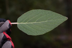 Colquhounia coccinea