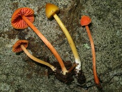 Entoloma luteum