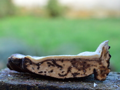 Ischnoderma benzoinum