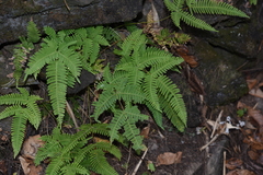 Pteris subquinata