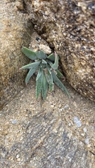 Dudleya saxosa