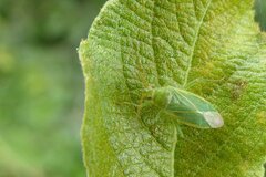 Orthotylus marginalis