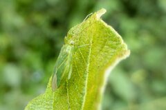 Orthotylus marginalis