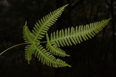 Pteris subquinata